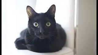 The Paw Project - Cats in Trouble Preview