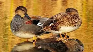 Gadwall duck call sound perfect call for prefect hunting #gadwall #duckcall #hunting #sound #hunter