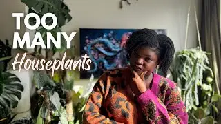 Revamping my plant collection | I want to be more intentional
