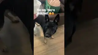 He&rsquo;s my baby for sure! #GermanShepherd #malinois #pupcup