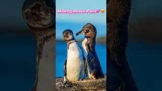 Penguins on the Beach!?🏖️🐧 Rare Animal Interaction! #animals