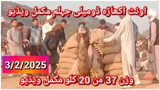 Camel weight lifting in Pakistan|camel stone lifting in Pakistan domeli Jhelum |وزناالجمل