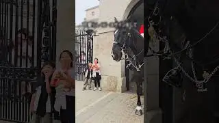 Two Siblings Show Heartfelt Respect to the Royal Guard ❤️
