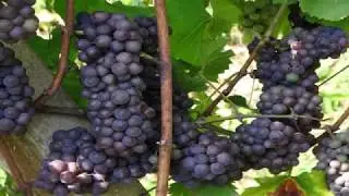 Lijepe naše gorice - Veseli Erpenjčani