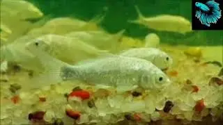 milk white koi carp 🐠