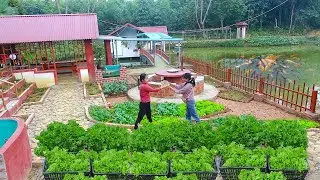 Harvesting Vegetables From The Farm For Sale After A Long Period of Care - Planting New Vegetables.