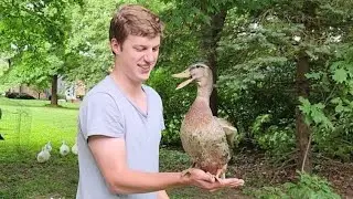 How To Pick Up A Duck