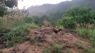 Trapping wild chickens on coffee plantations to watch the decoy chicken crow  08/27/2025