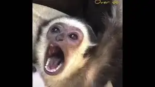Funny talking monkey