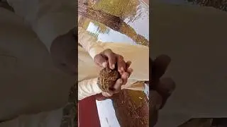 helping poor quail #short #shorts #viral #rescue #quail #poor