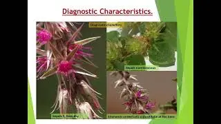 Amaranthaceae