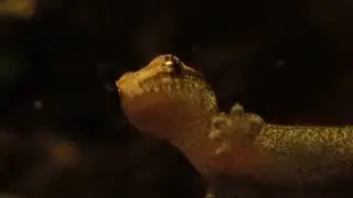 Baby mourning gecko (Lepidodactylus lugubris)