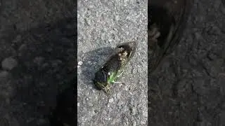 Dog day cicadas mating(1)