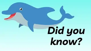Dolphin Fun Facts
