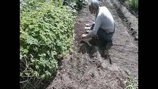 新規開拓畑蕪植え(2025.10.8)Planting turnips in newly developed fields