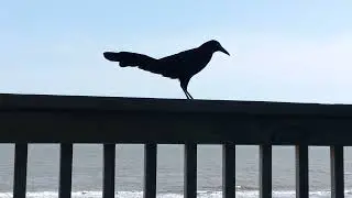 Grackle talking to my wife!