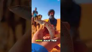 The Most Mysterious Creature in the Desert