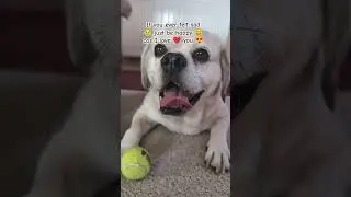 I love you #puggle #shorts #dog
