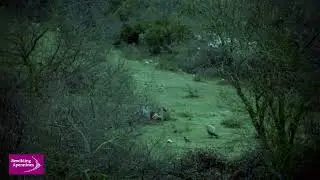 Lupo e grifone - ora della colazione / Wolf and grifon - breakfast time