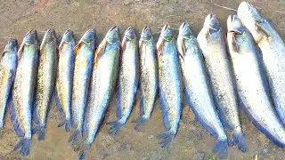 Amazing Fishing | Wallago Attu Fishing | Unbelievable Fishing
