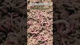 Vermicompost के लिए केंचुए। #earthworm #vermicompost #compost #organic #kudratorganicfarm