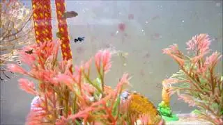 Aquario de Cavalos Marinhos