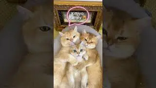 The Cutest Cat Family: Playful Kitten with Loving Mama and Papa! 😻🐾 || Kawaii Neko #catfamily