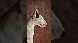 Часть 2. My Dog's Epic Struggle with a Giant Stick