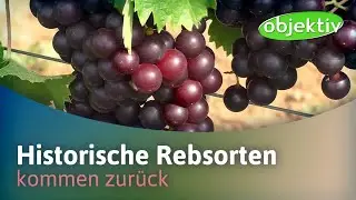 Historische Rebsorten kommen wieder