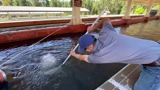 Rainbow Trout Stocking in the White Mountains