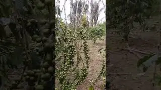pruning kopi biar cpaet mateng 😁