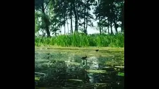 Лысуха на Ворскле
