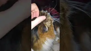 #cat #chat #animals #câlin