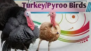 Beautiful turkey Bird /pyroo bride's/ peacock , enjoying 🥰🧐.