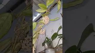 flor de cera