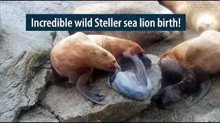 Incredible wildlife moment captured on camera! Steller sea lion 