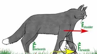 Physics of Walking MZ