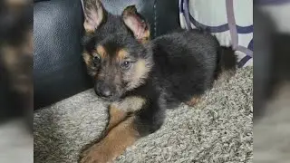 Puppy put down after attack at Fairfield dog park