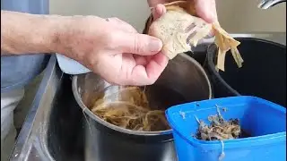 Paper Mulberry (Broussonetia papyrifera) cleaning