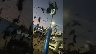 Man Surprised By Birds In Parking Lot Outside Store