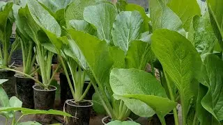 begini cara menanam sawi di cup plastik bekas