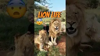 Pure Lion Behavior🦁 Describe this in 2 words!