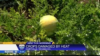 Crops feeling the heat from the sun as warm temperatures leave behind damage