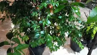 Minha planilhas 🤩🤩💚🌿⚘️💚🌿⚘️