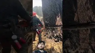 Tree Cutting Expert in Action || Cutting Trees Video Clips #shortsfeed #youtubeshorts #shorts