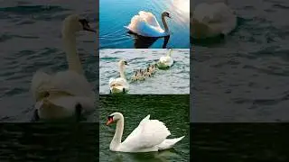 Surprising Facts about Swans #swan #birds #cute #facts