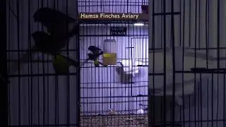 Owl Finch Mating || #viral #birds #shortvideo #shorts #short #shortsvideo #ytshorts #yt