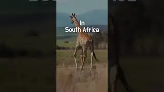 The Cape Of Good Hope!🦒 #africa #wildlife #naturelovers #travelfacts #shorts