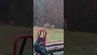 The deer must have realized we're on daylight savings time