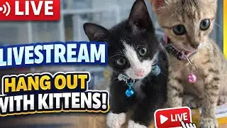 LIVE: Tiny Kittens Finally Feel Safe ❤️ | Relaxing Cat Livestream